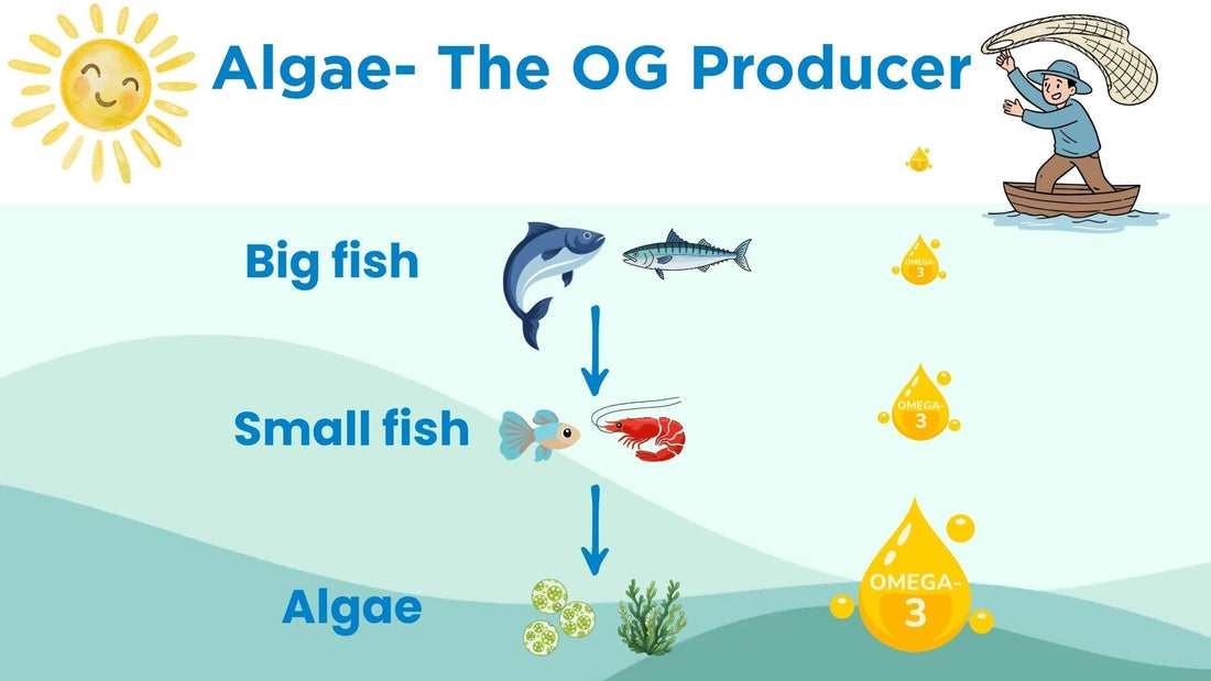Algae - The OG Producer