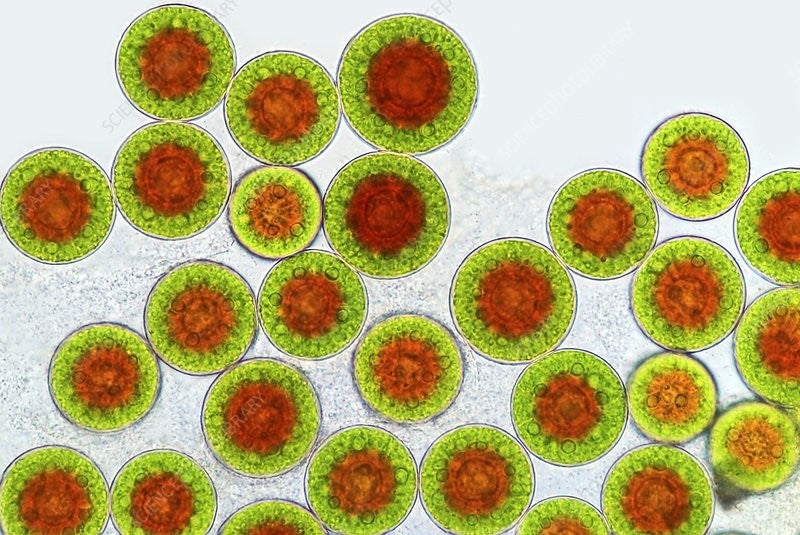 Algae image