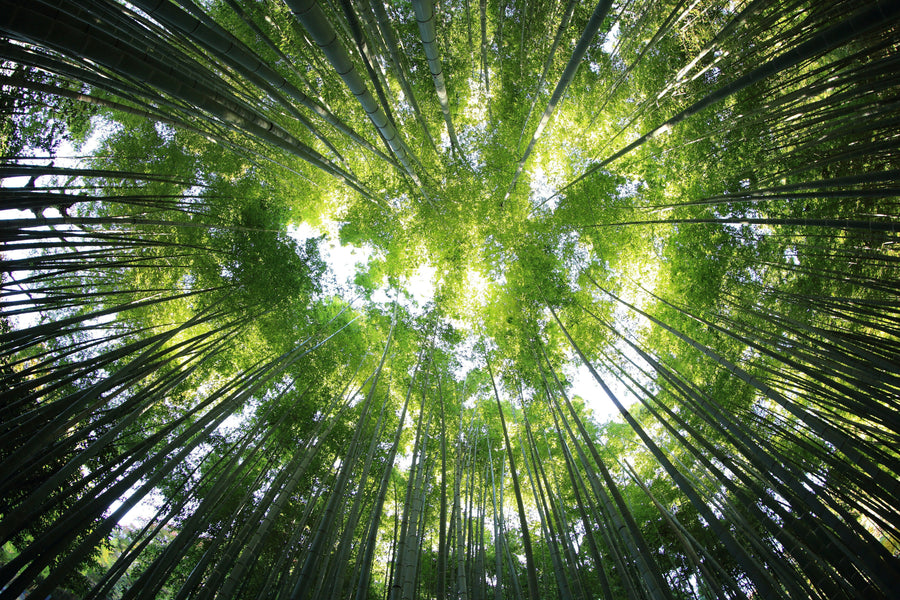 Carbon footprint