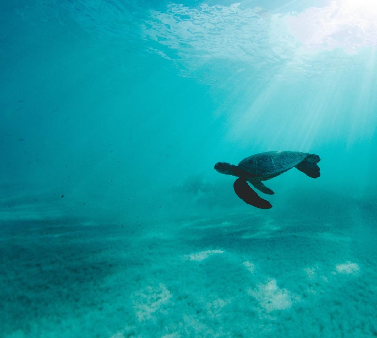 Sea turtle swimming in clear ocean water